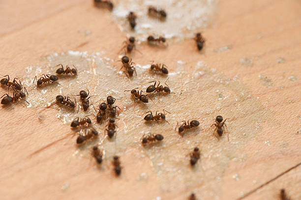 Best Pest Removal Services  in Ripon, WI